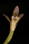 Adam and Eve orchid <BR>Puttyroot